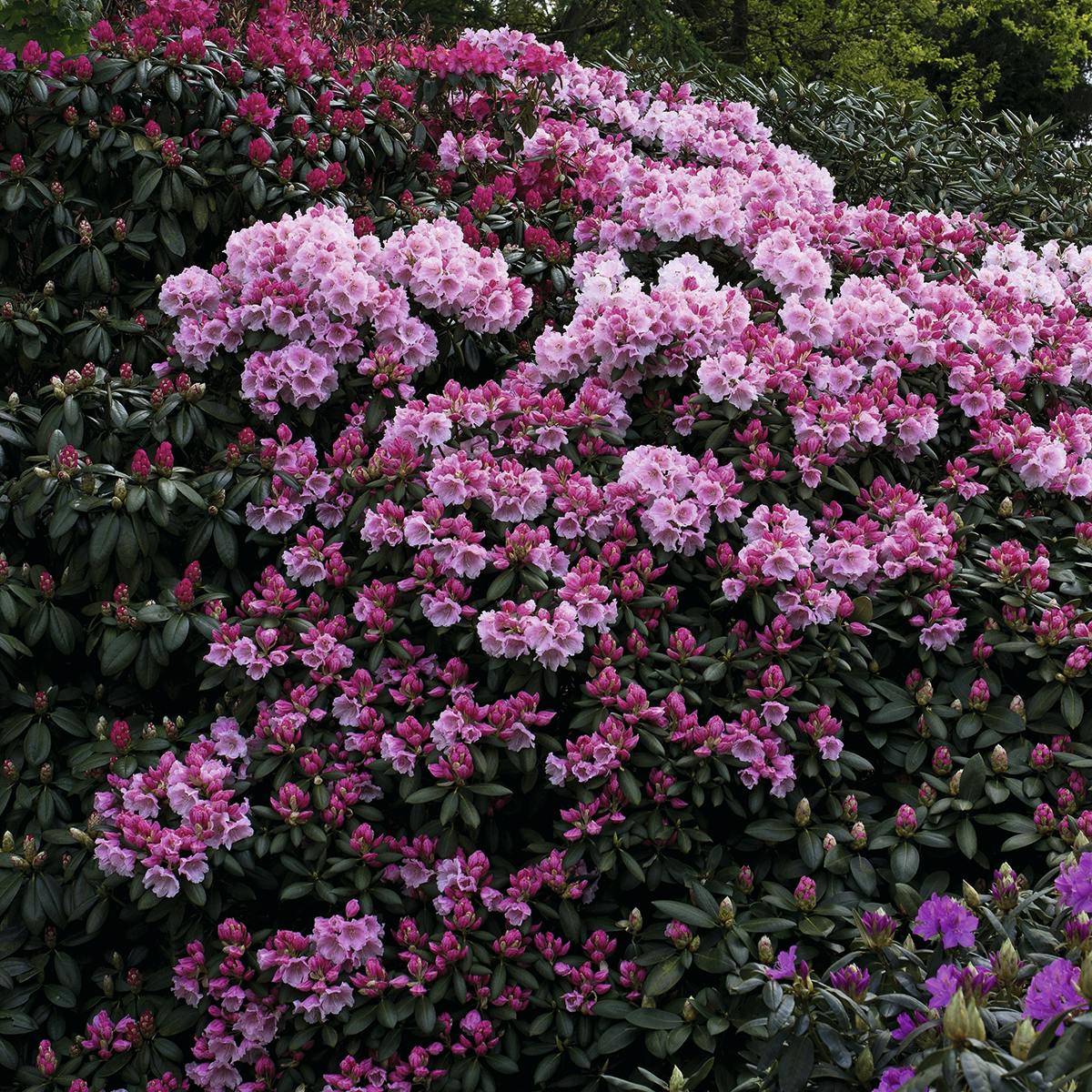 Rhododendron i blomst - gødning, vanding og beskæring