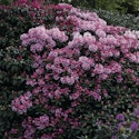 Rhododendron i blomst - gødning, vanding og beskæring
