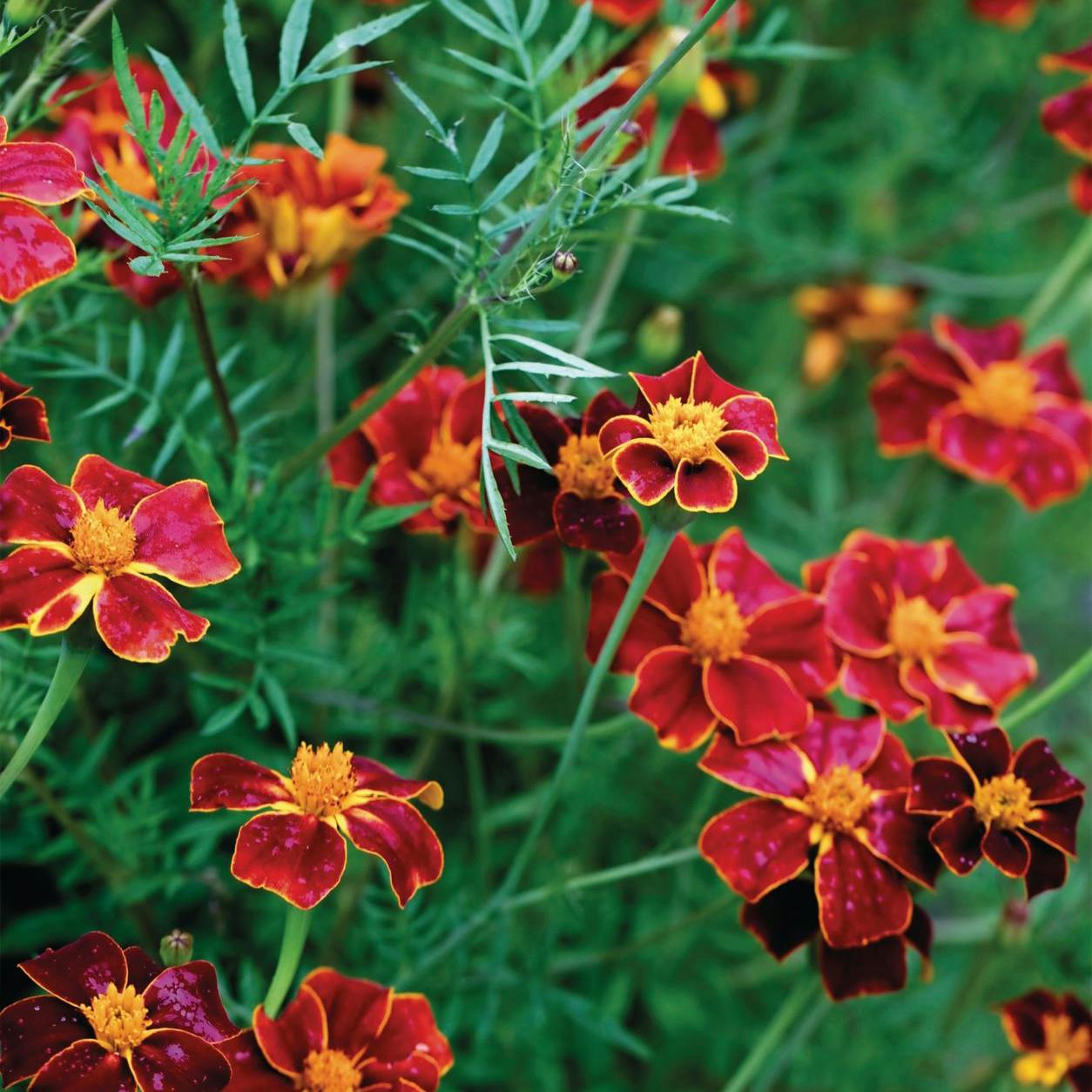 Dyrk smukke tagetes