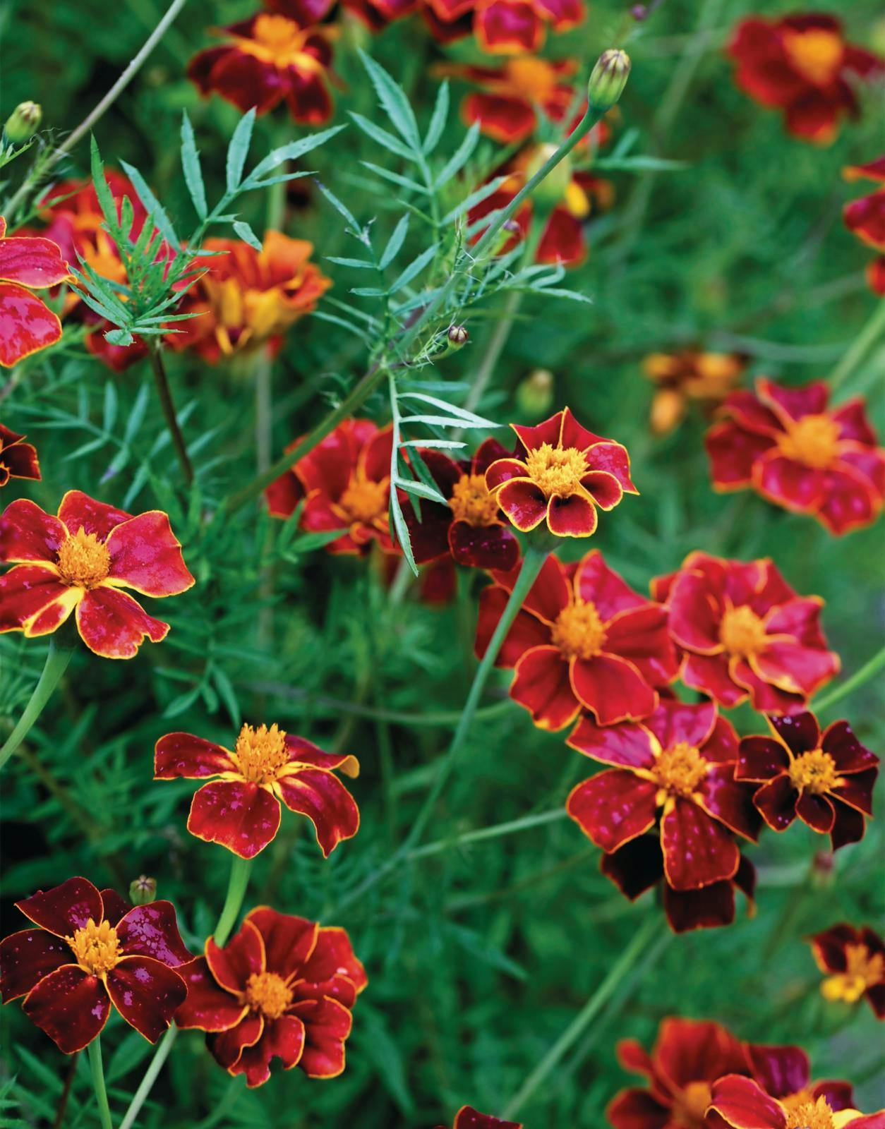 Tagetes