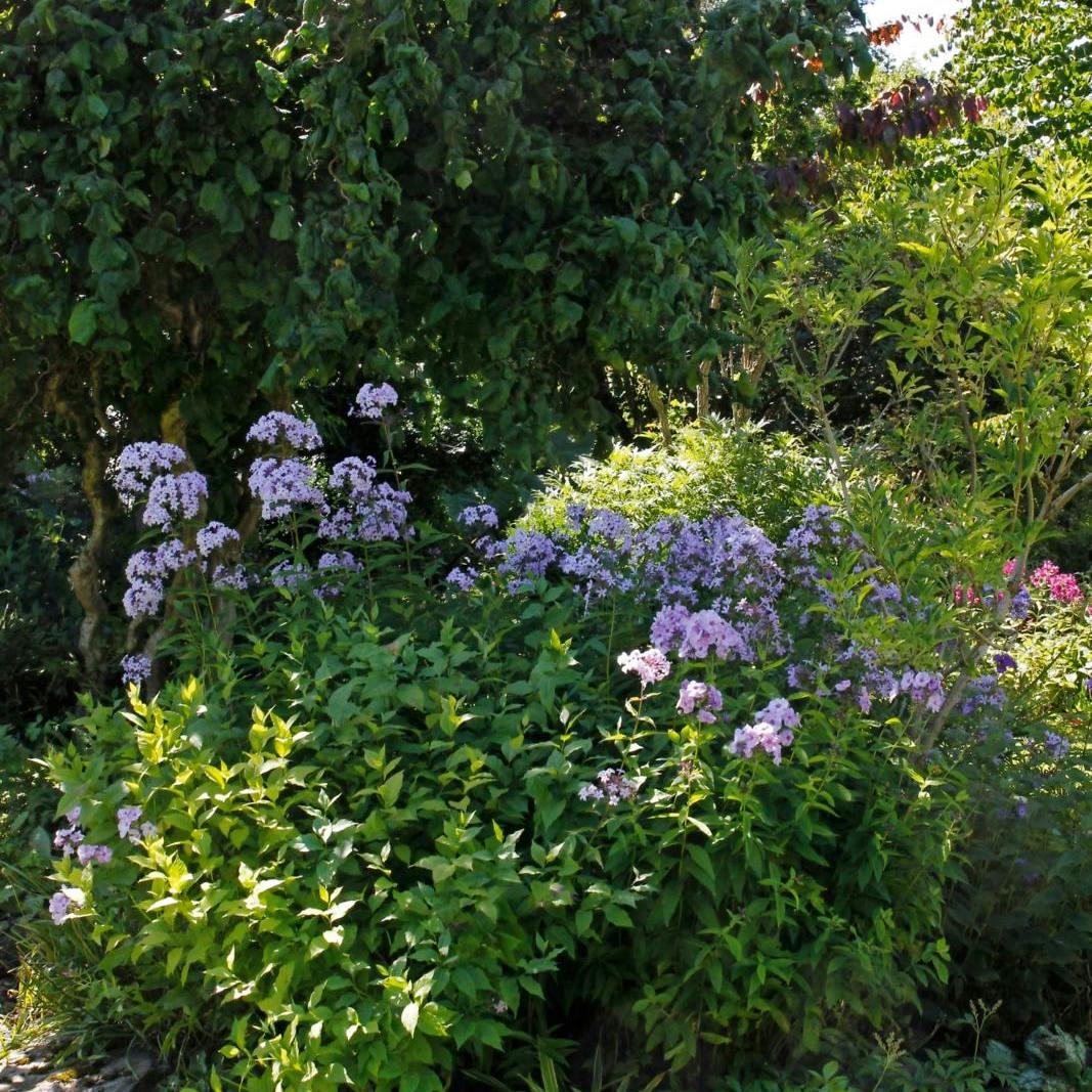 Plantetips