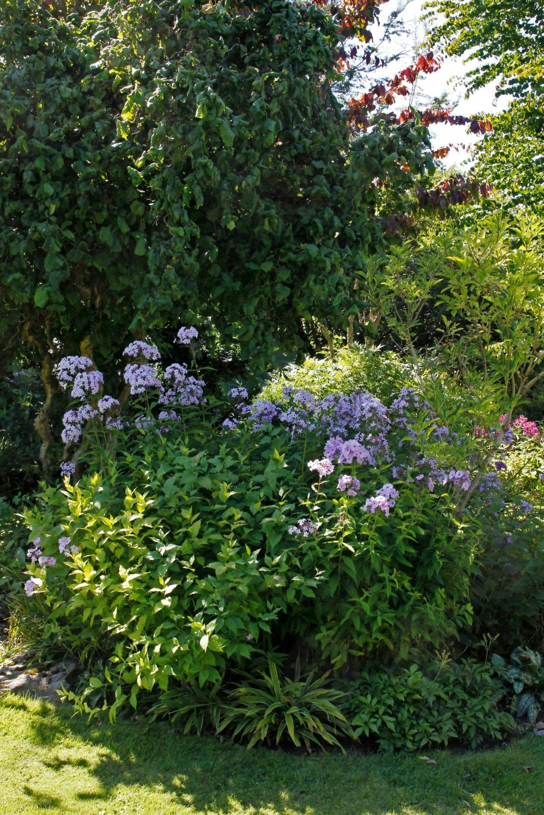 undgå plantefejlkøb