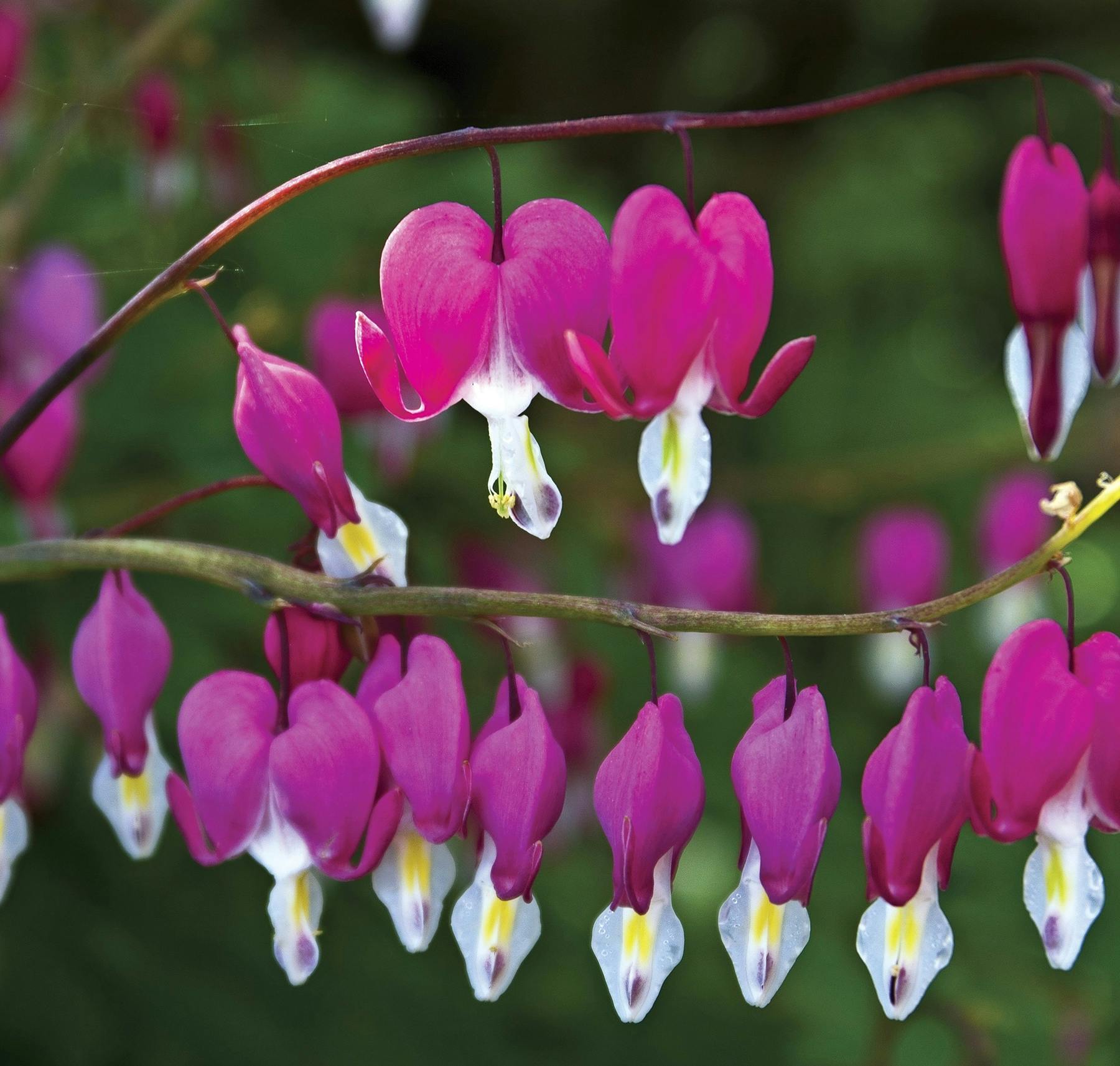 Hot pink løjtnantshjerte