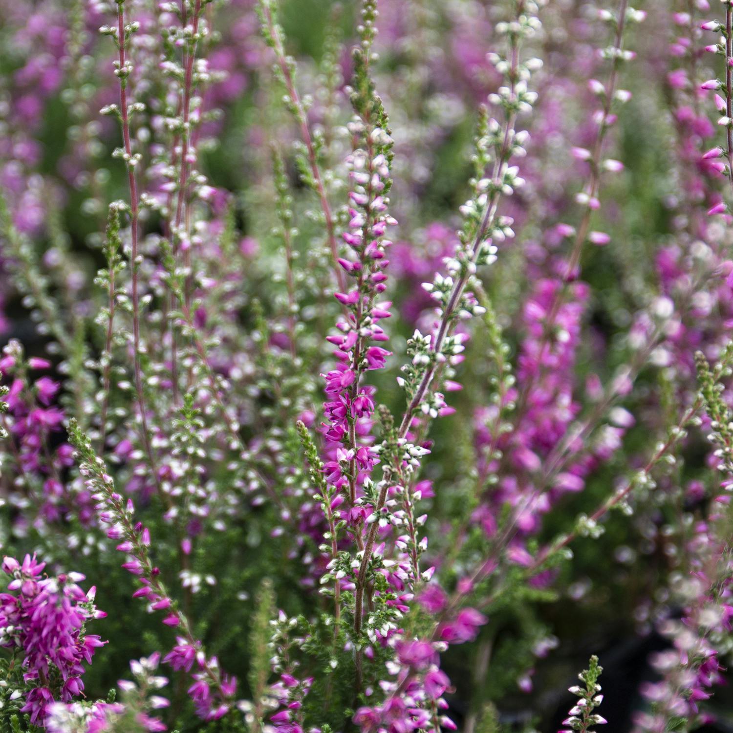 Sådan dyrker du lyng i haven