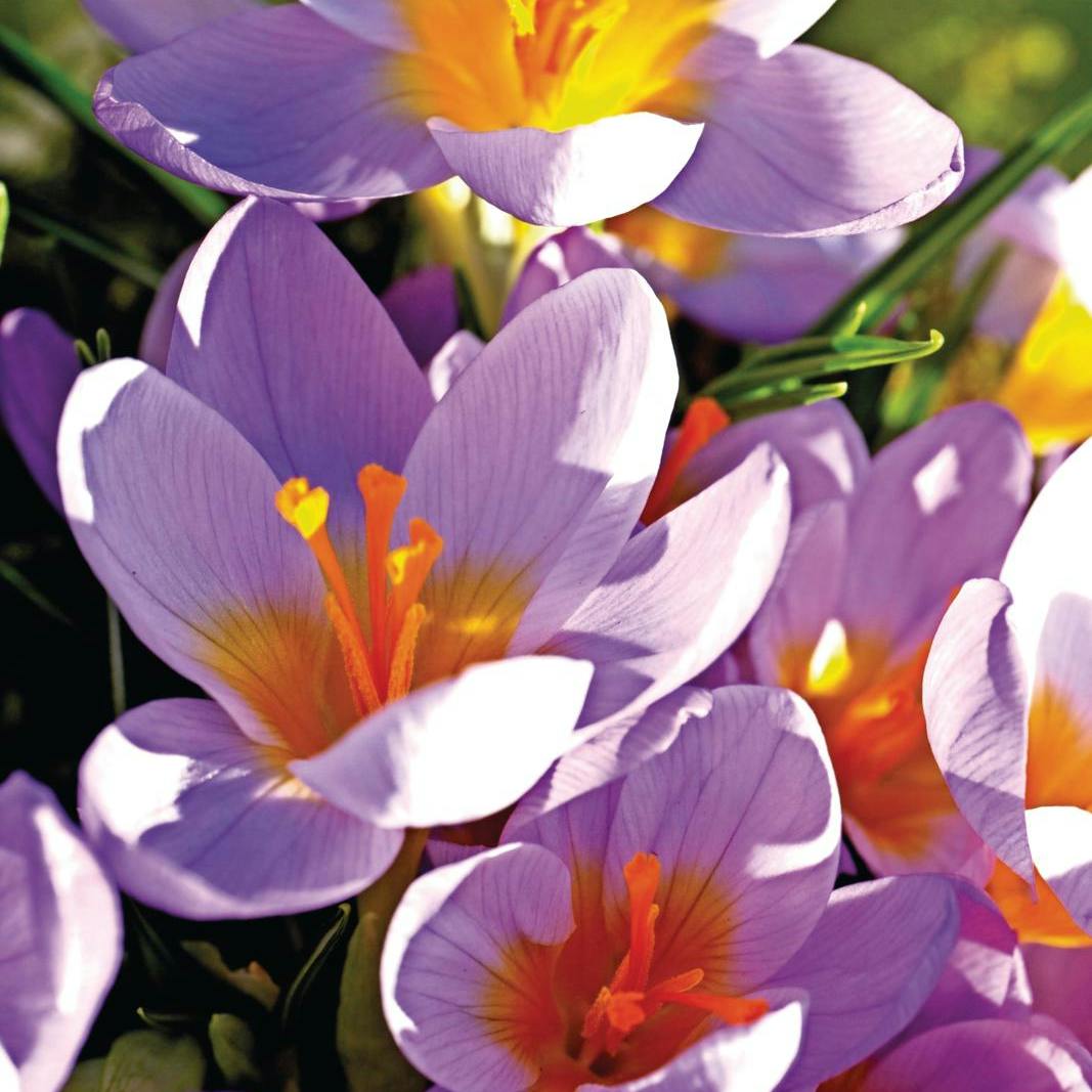 Alt om krokus og krokus løg