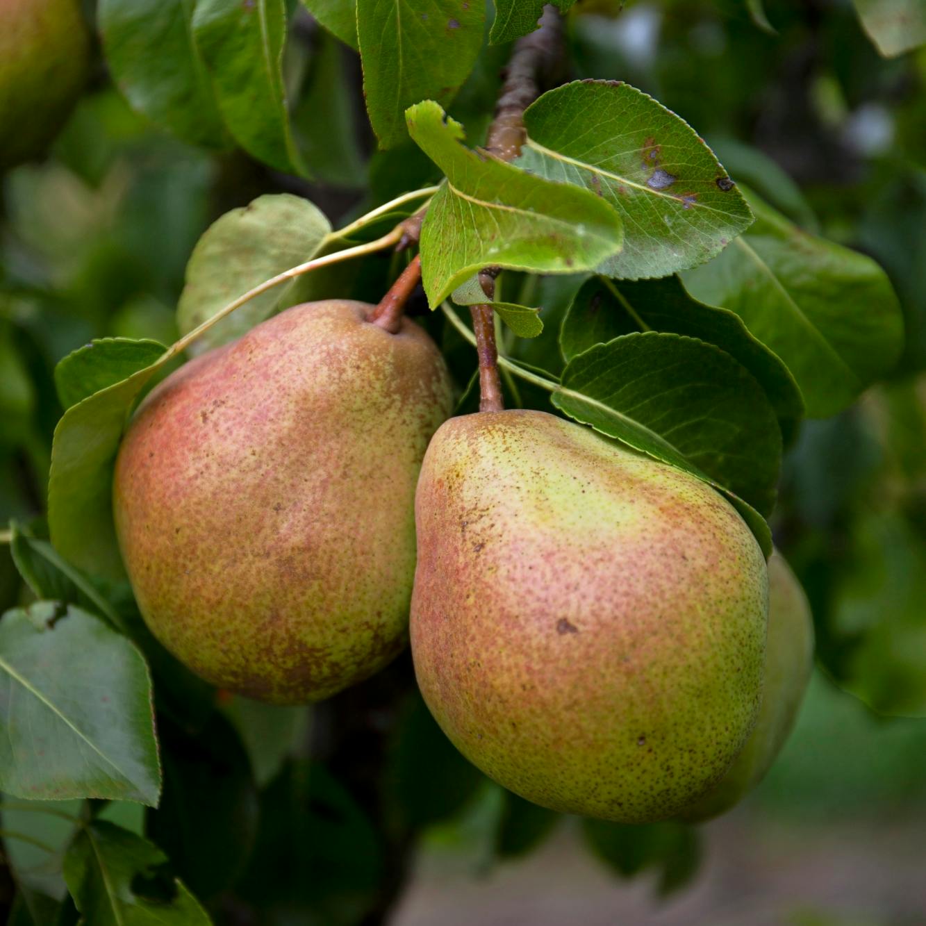 Vælg en god pæresort, når du skal plante et pæretræ.