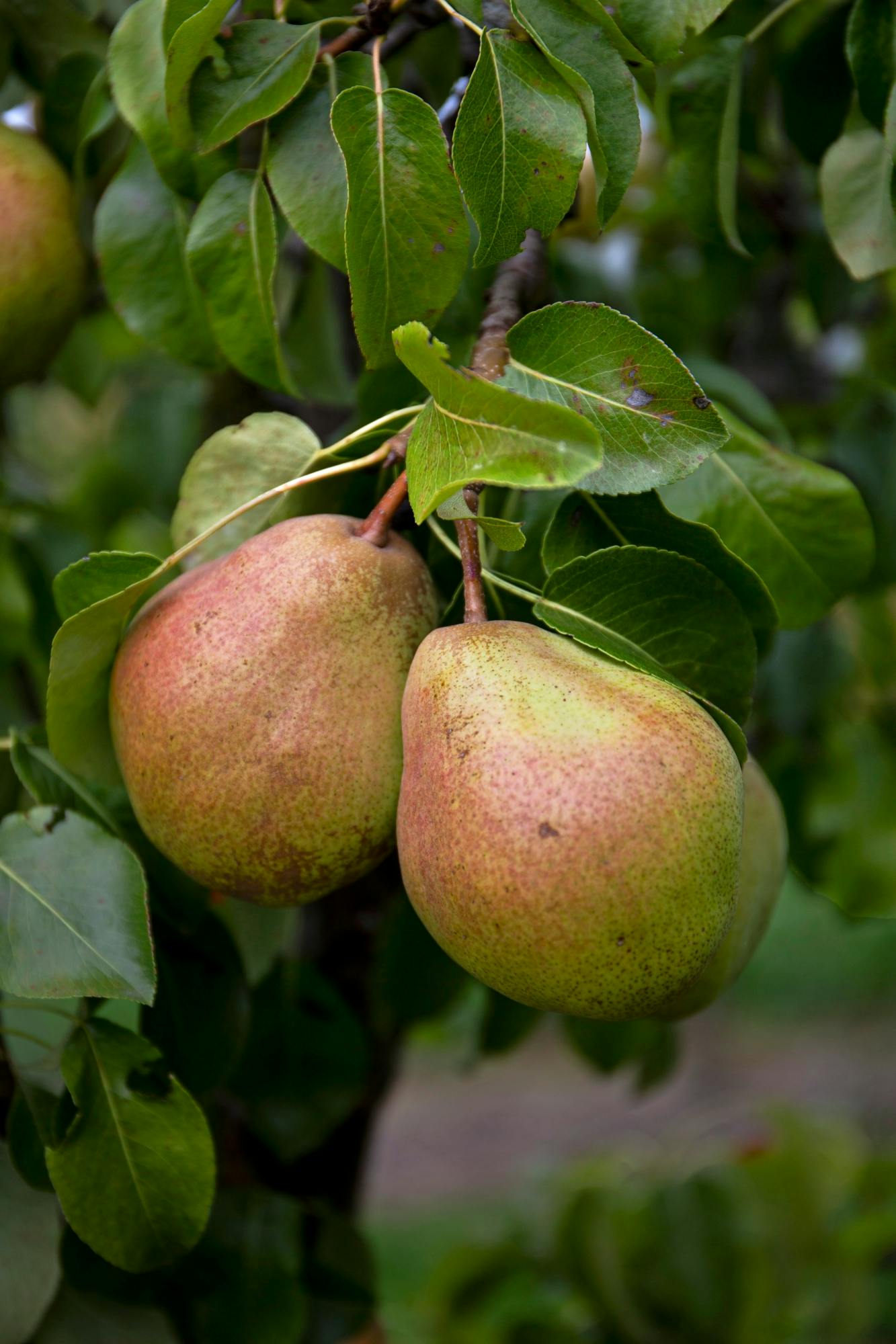 Hjemmedyrkede pærer