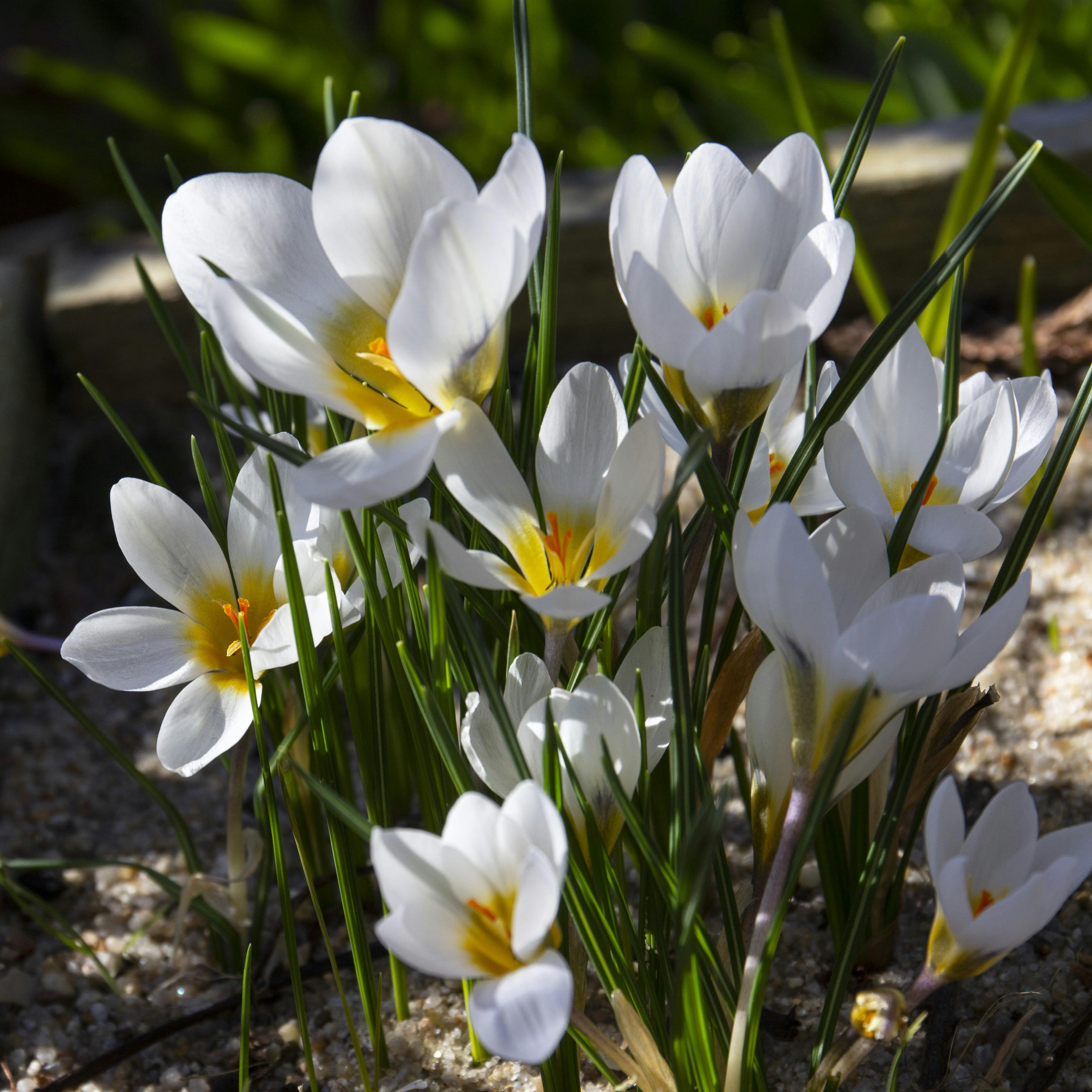 Vinterblomster i haven