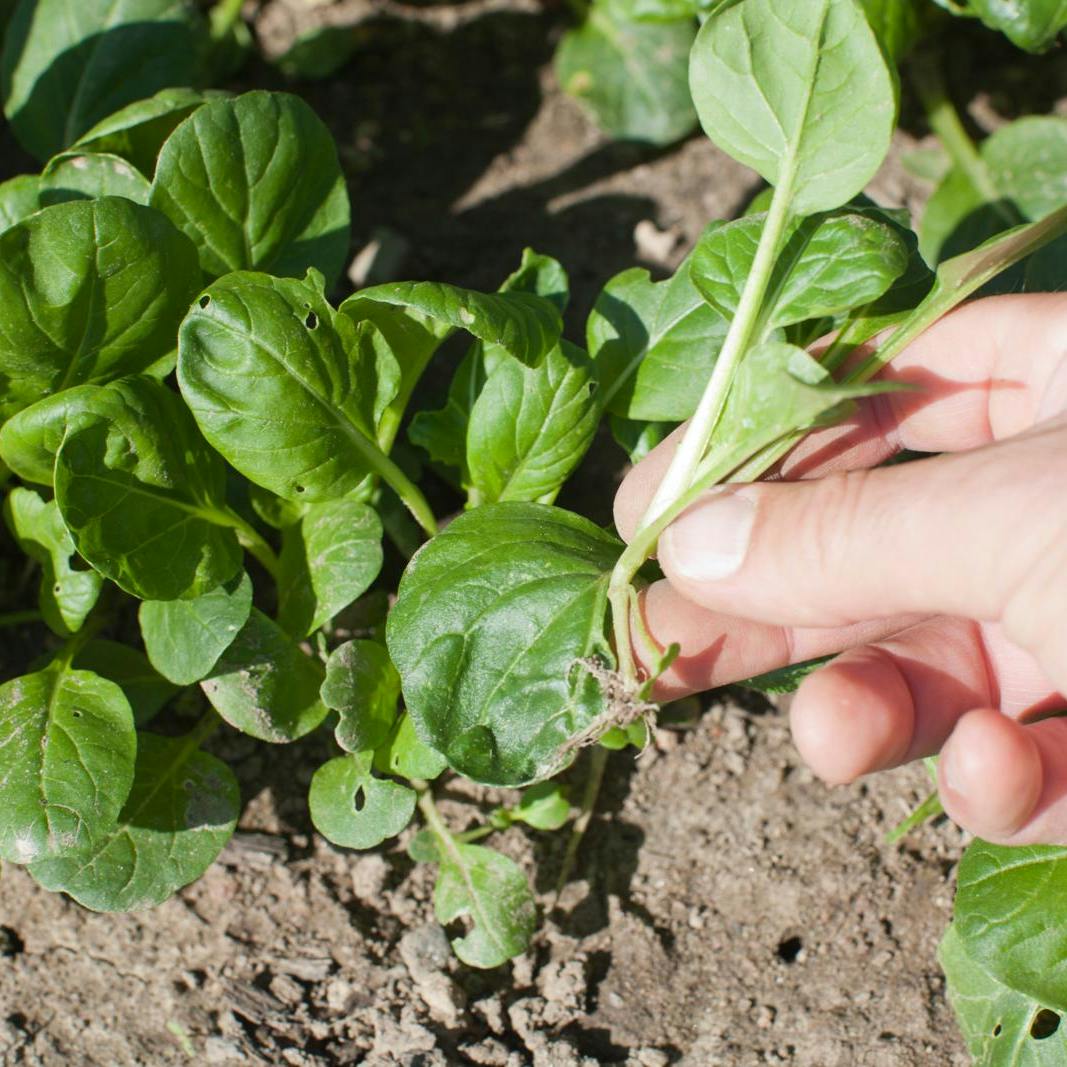 Denne uges gøremål i haven.