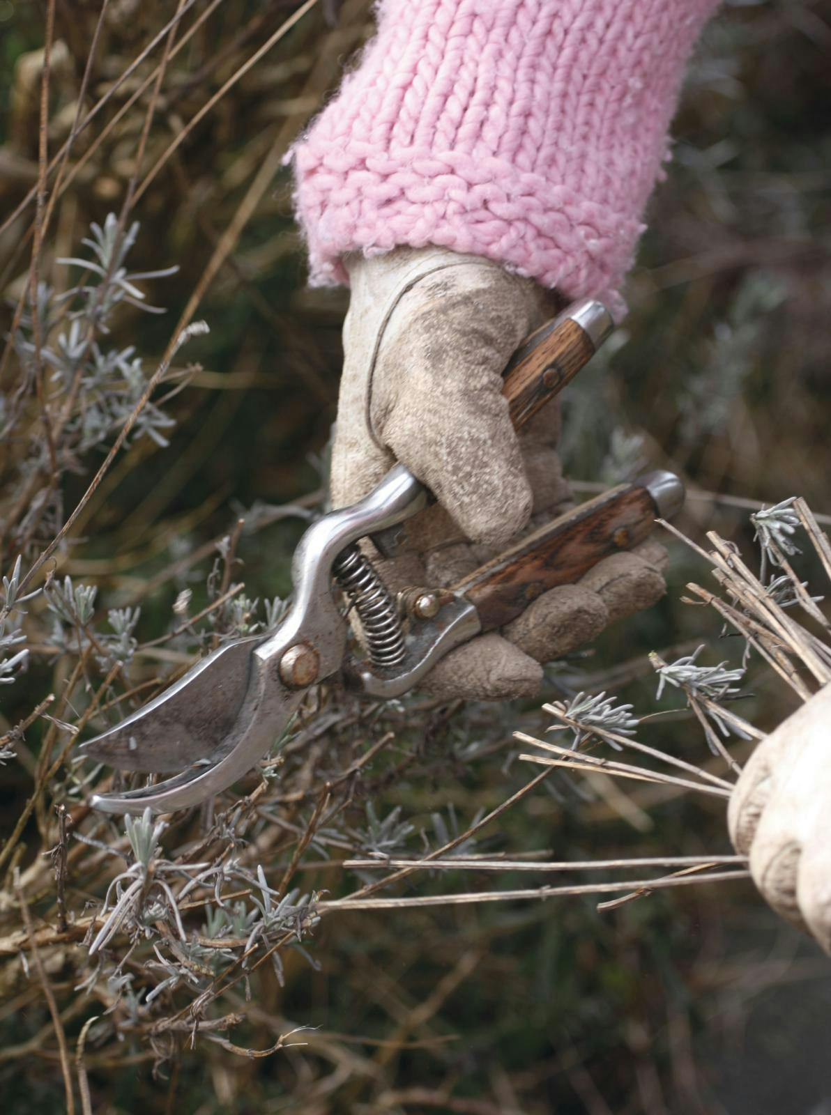 Havekalender | Uge 15