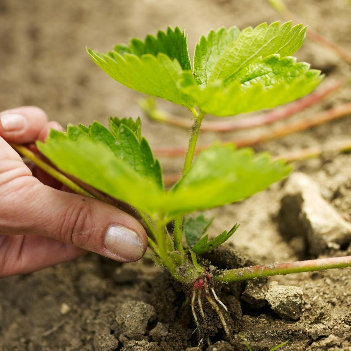 Jordbærstiklinger kan laves nu!