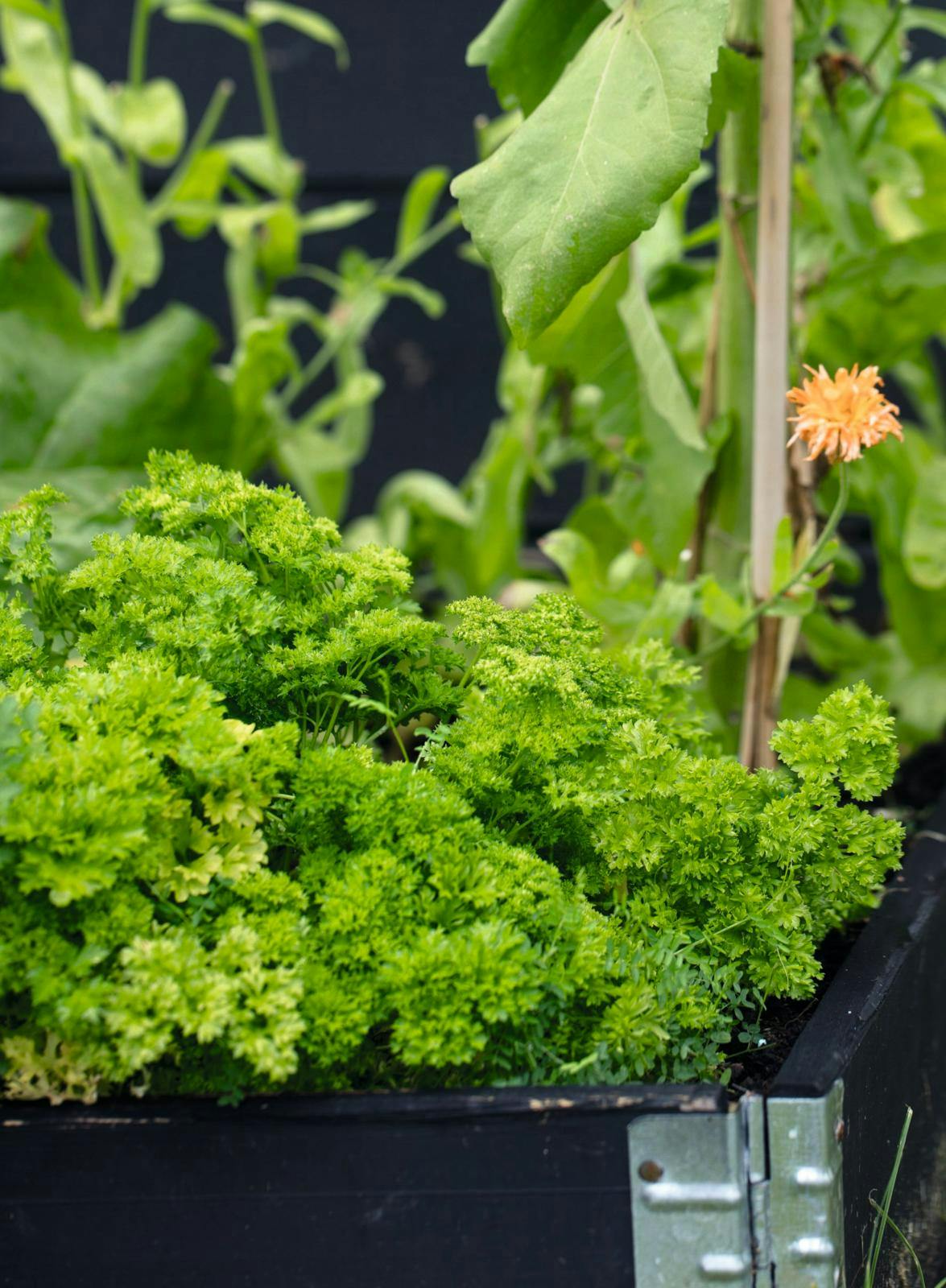 Dyrkning af persille i højbed