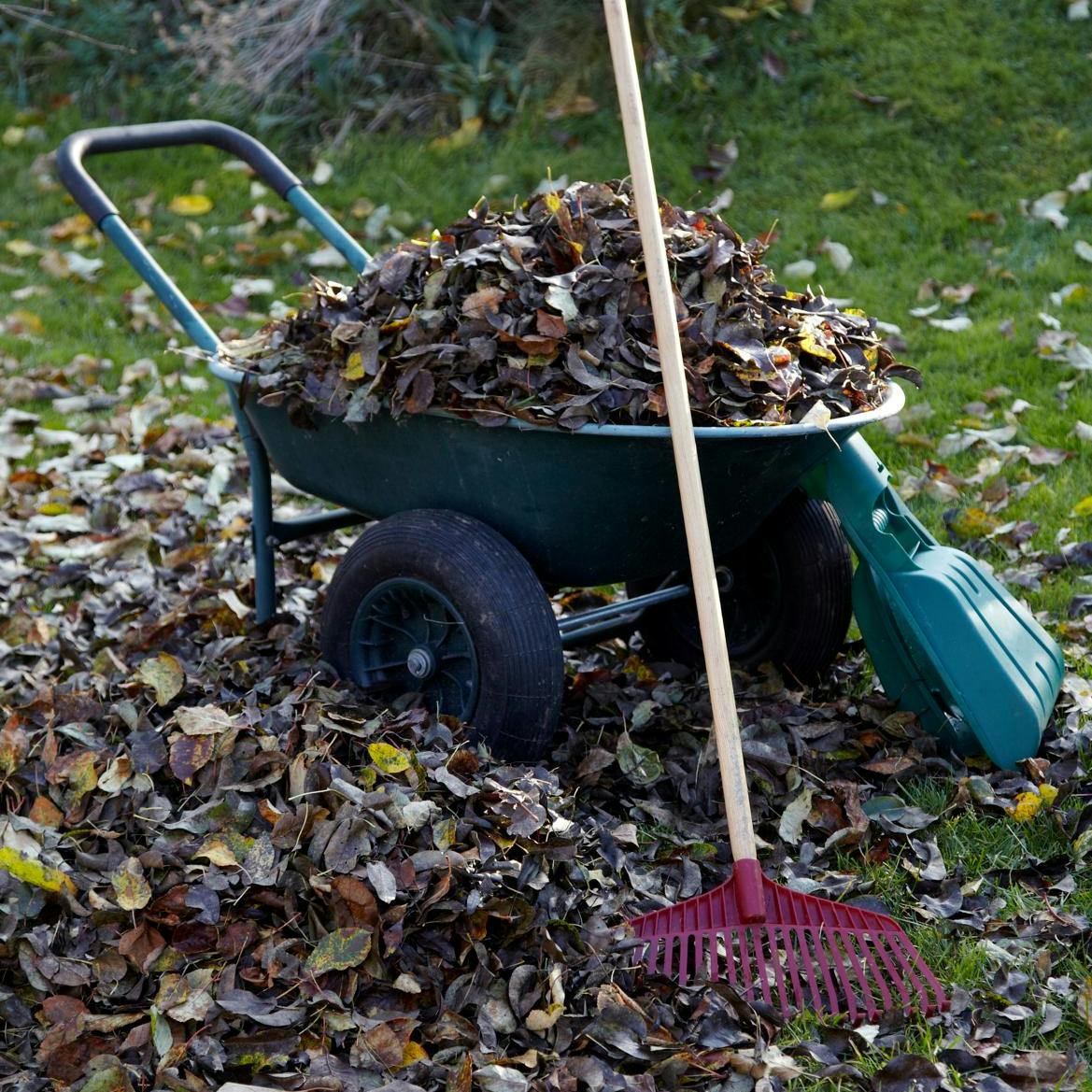 Inspiration til gøremål i haven i uge 48.