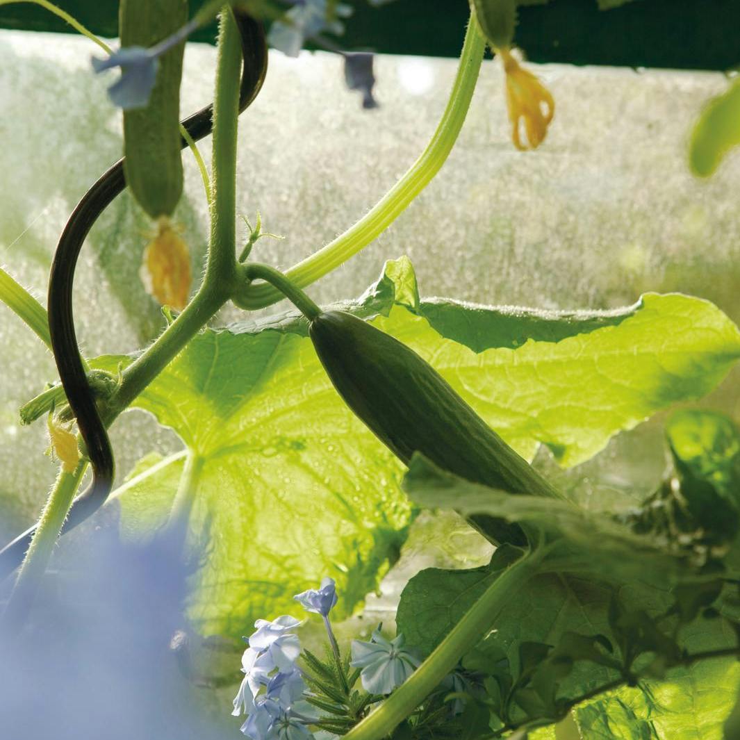 Gøremål i haven i uge 20