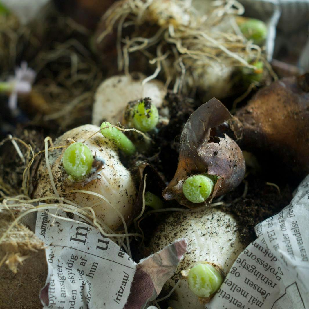 Havetjekliste for uge 50.