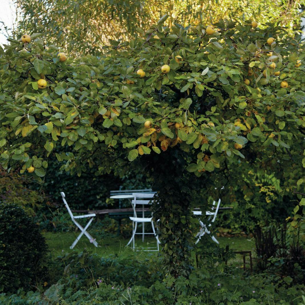 Gøremål i haven i uge 46