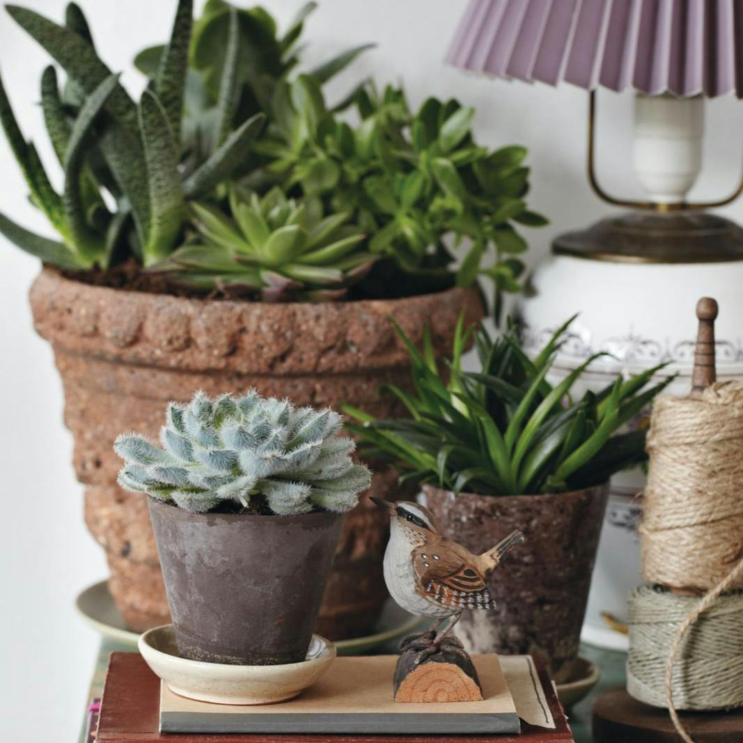 Gøremål i vinterhaven i uge 52