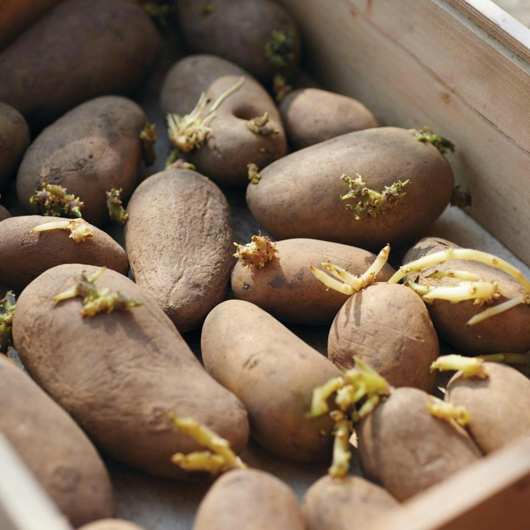 Læg kartofler til spiring