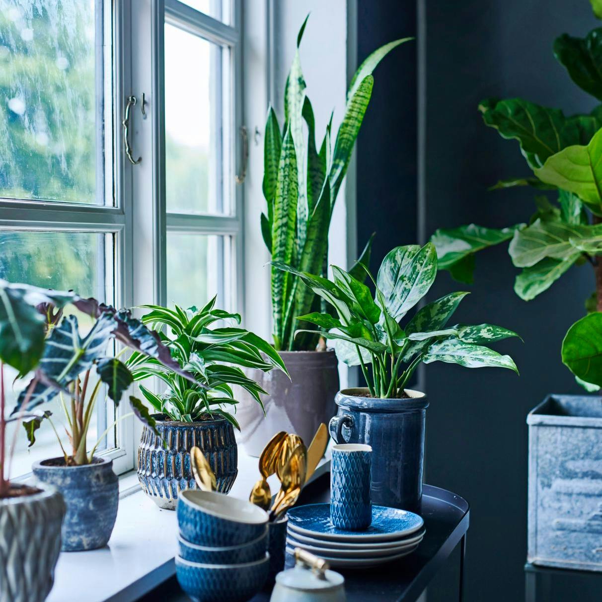 Skab en frodig vindueskarm