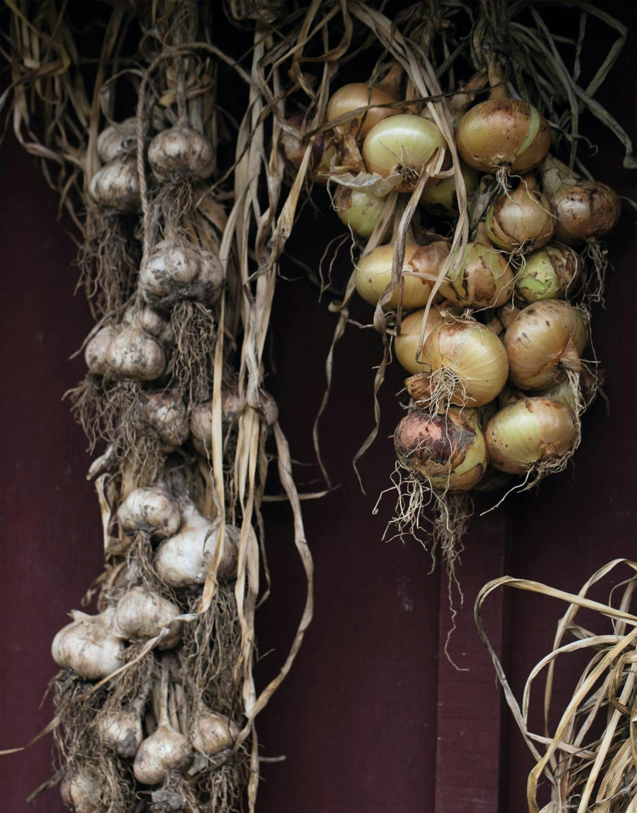Dyrkning af skalotteløg