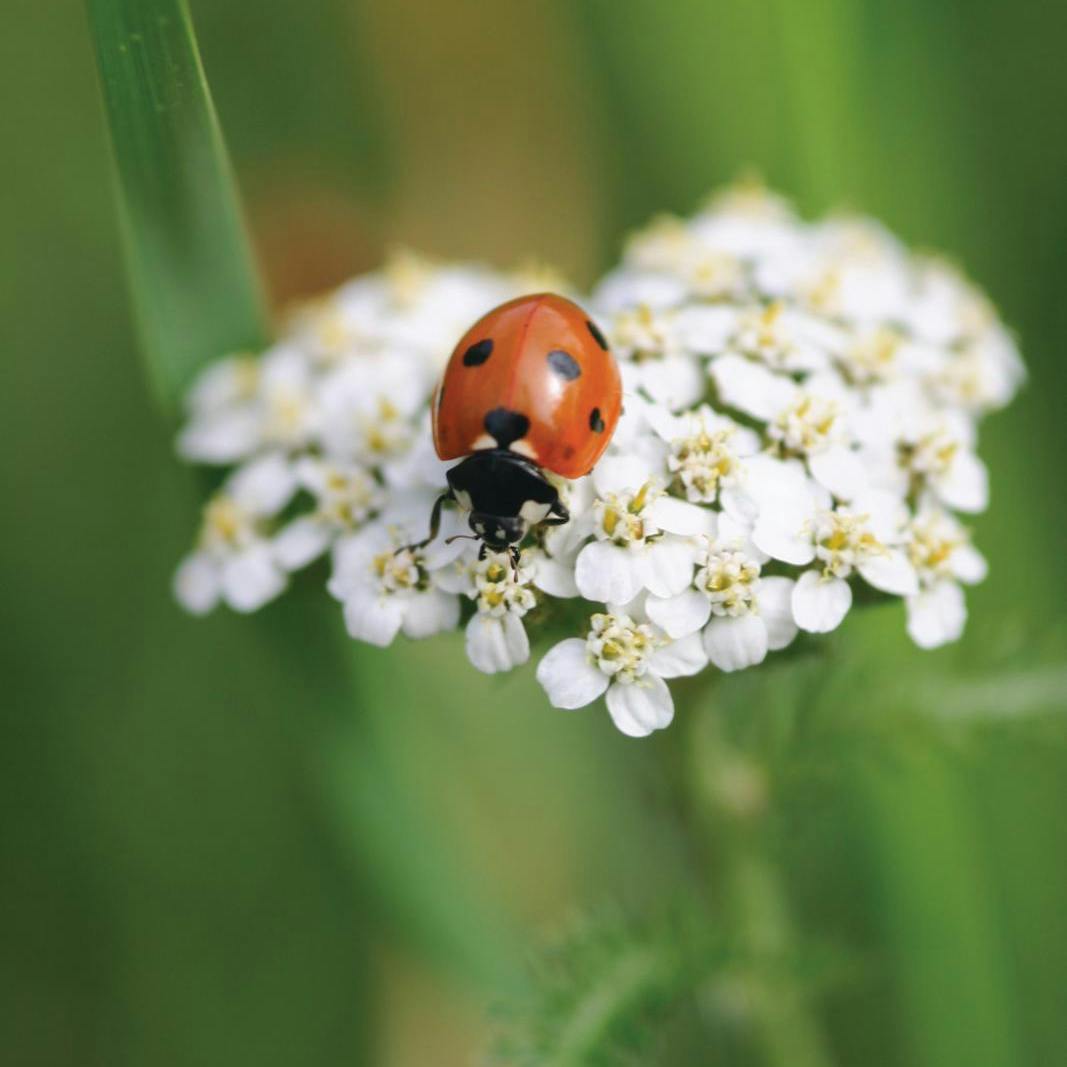 Gøremål i haven i denne uge.