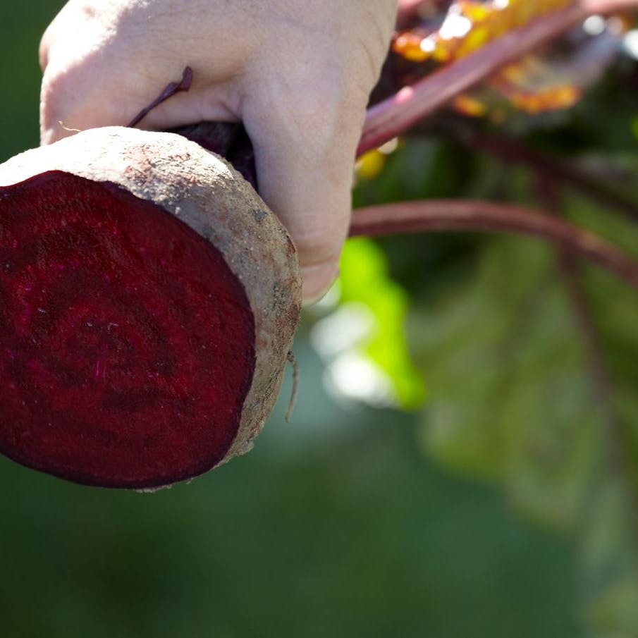 Så rødbeder nu!
