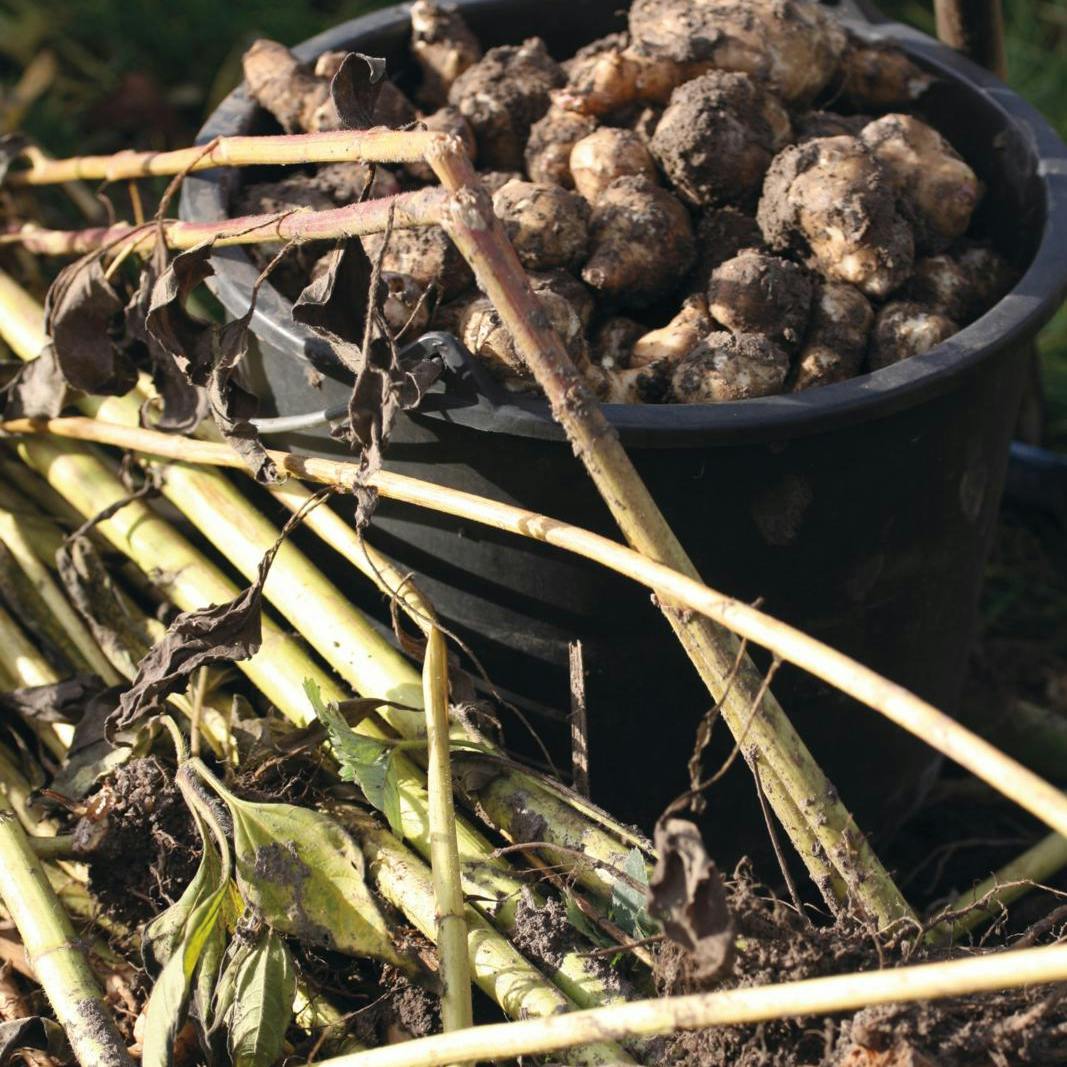 Gøremål i haven i uge 45