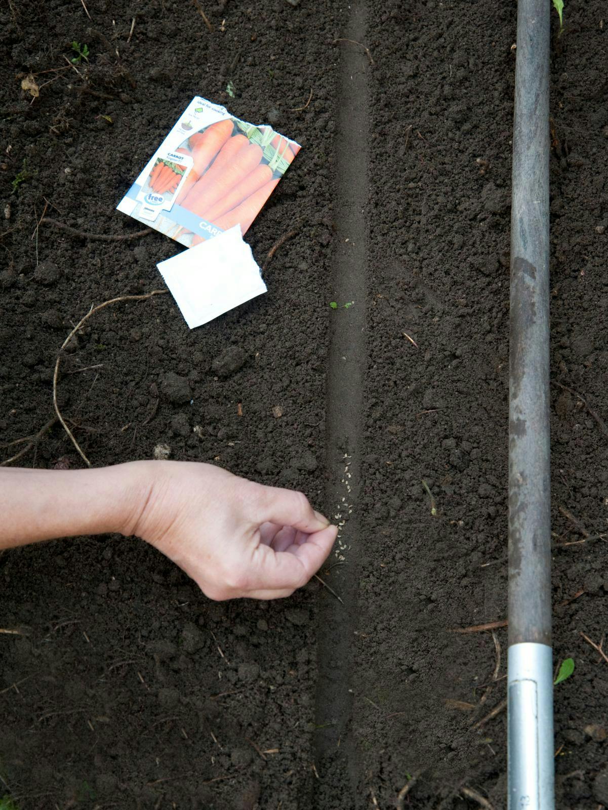 Den rette jordtemperatur er afgørende for såtidspunktet.