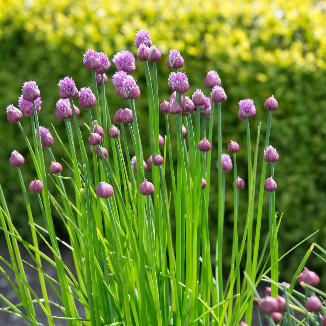 Smukke purløg på en solskinsdag.