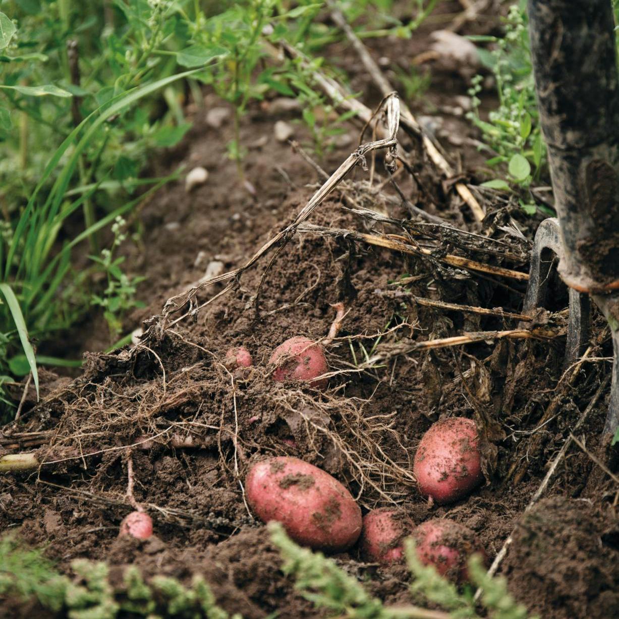 Ugens gøremål i haven.