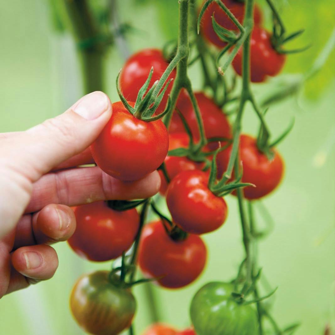 Gøremål i haven i uge 34