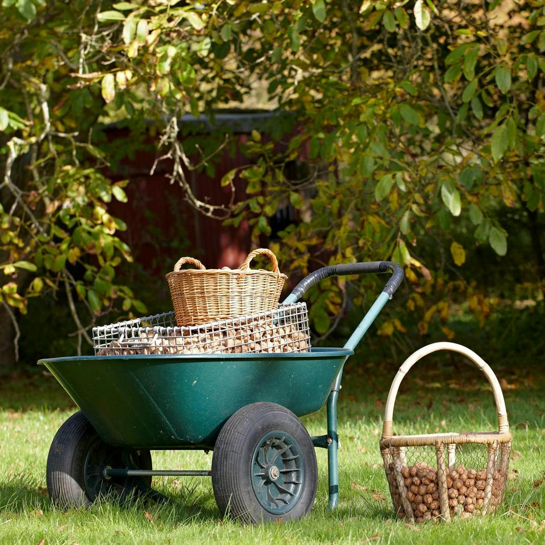 Gøremål i haven i uge 40.