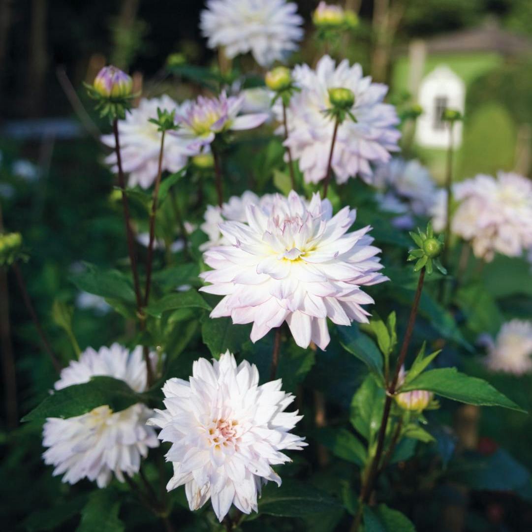 Plant dahlia nu.