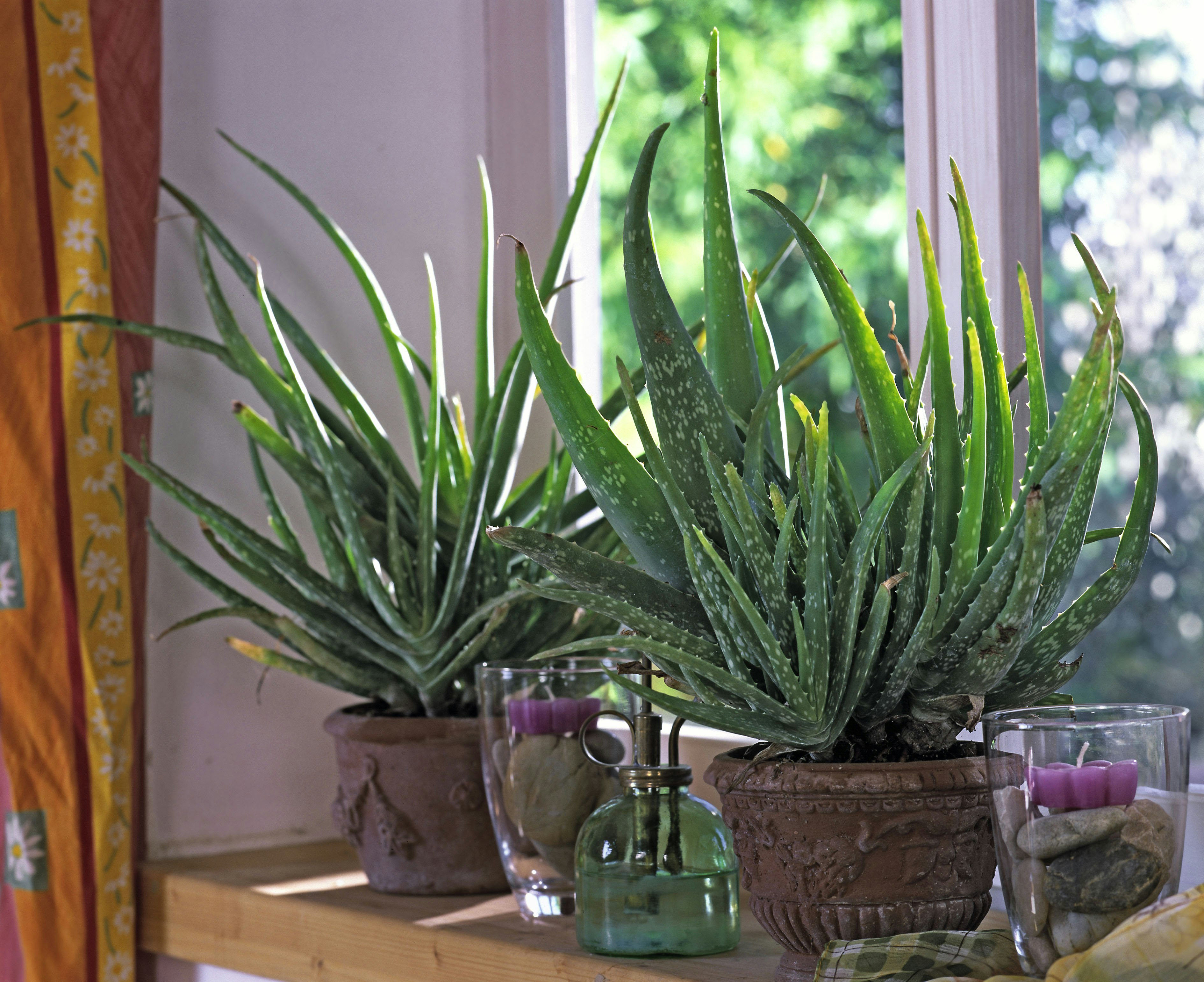 Aloe vera | Guide den helende plante | ISABELLAS