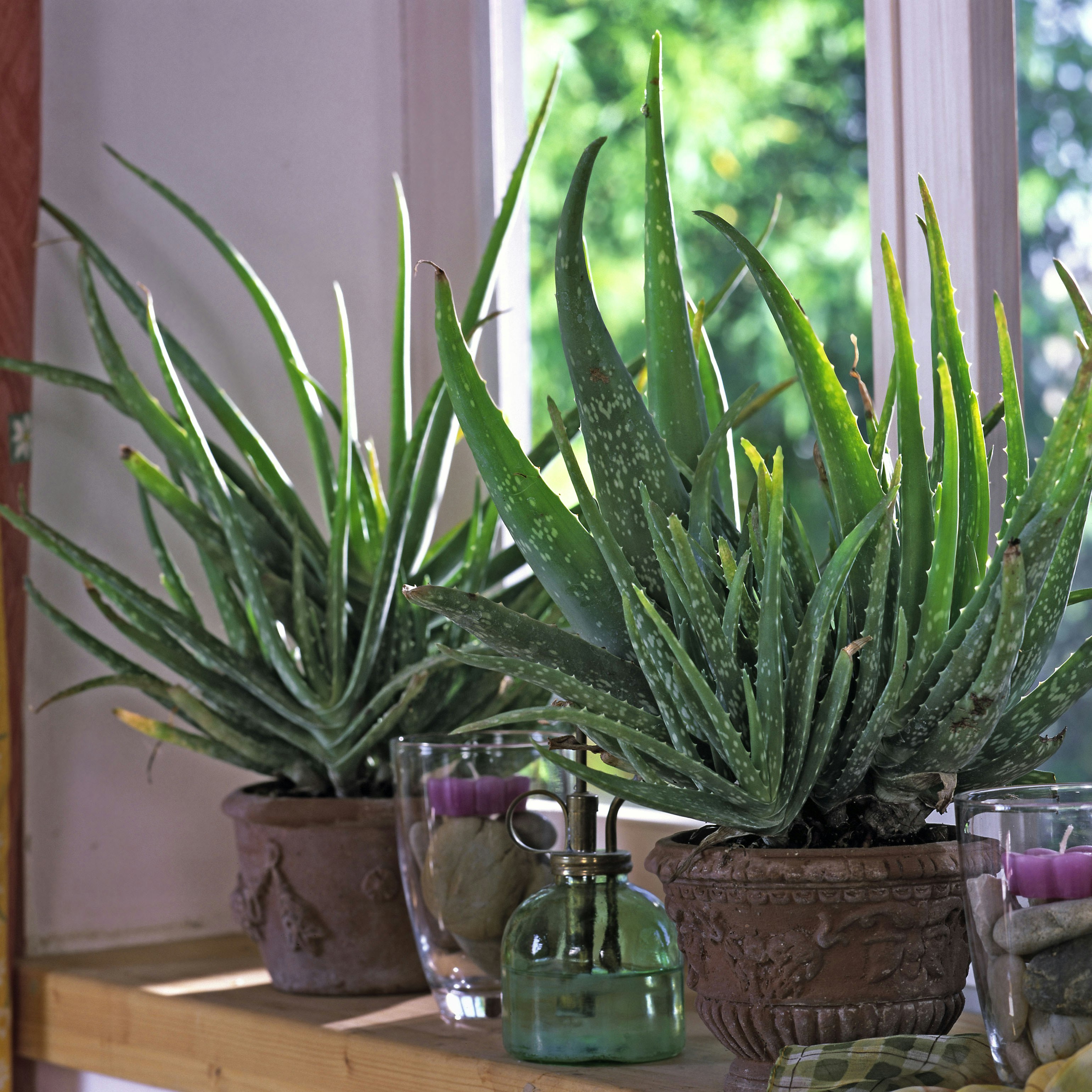Making dilemma voldgrav Aloe vera | Guide til den helende plante | ISABELLAS