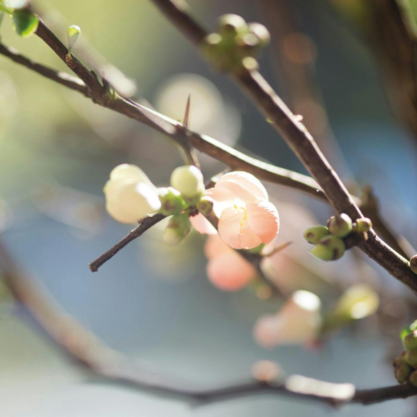 Tips og gøremål til haven i februar.
