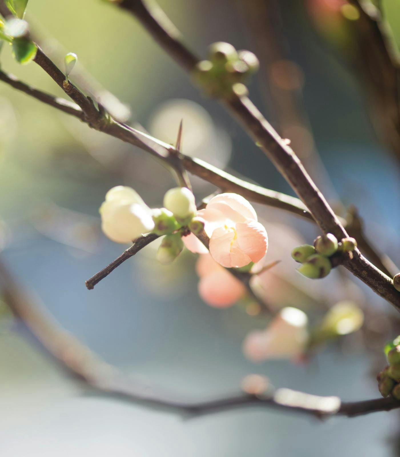 Havekalender | Uge 5