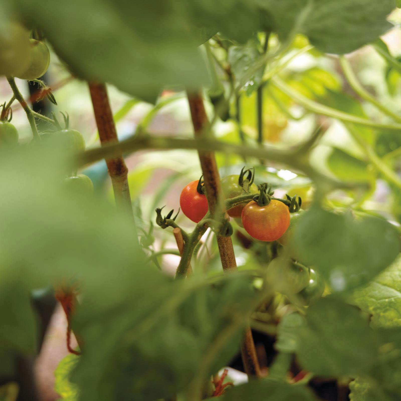 Havekalender i uge 14