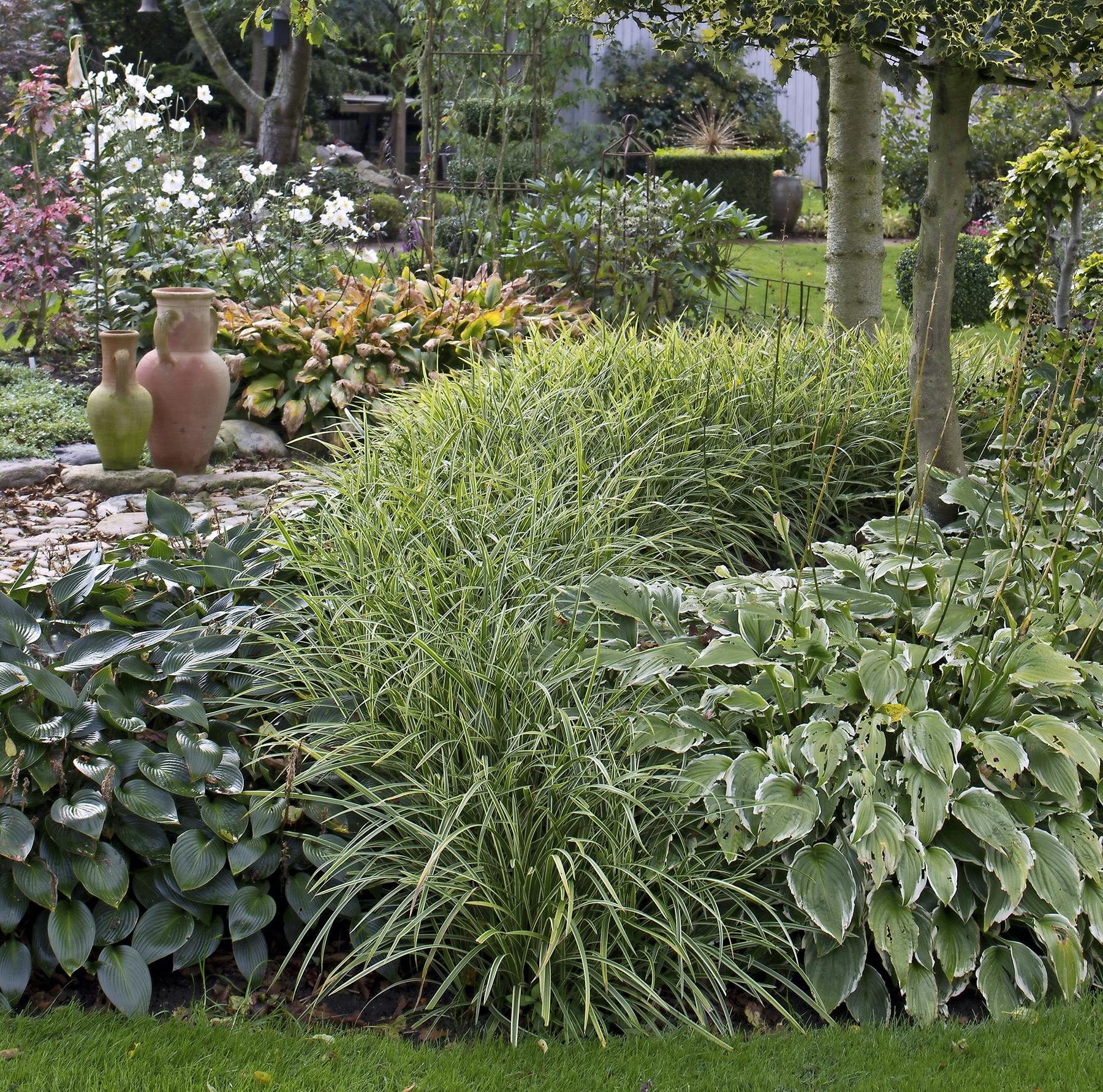 Gode bunddækkeplanter, her ses bl.a. hosta