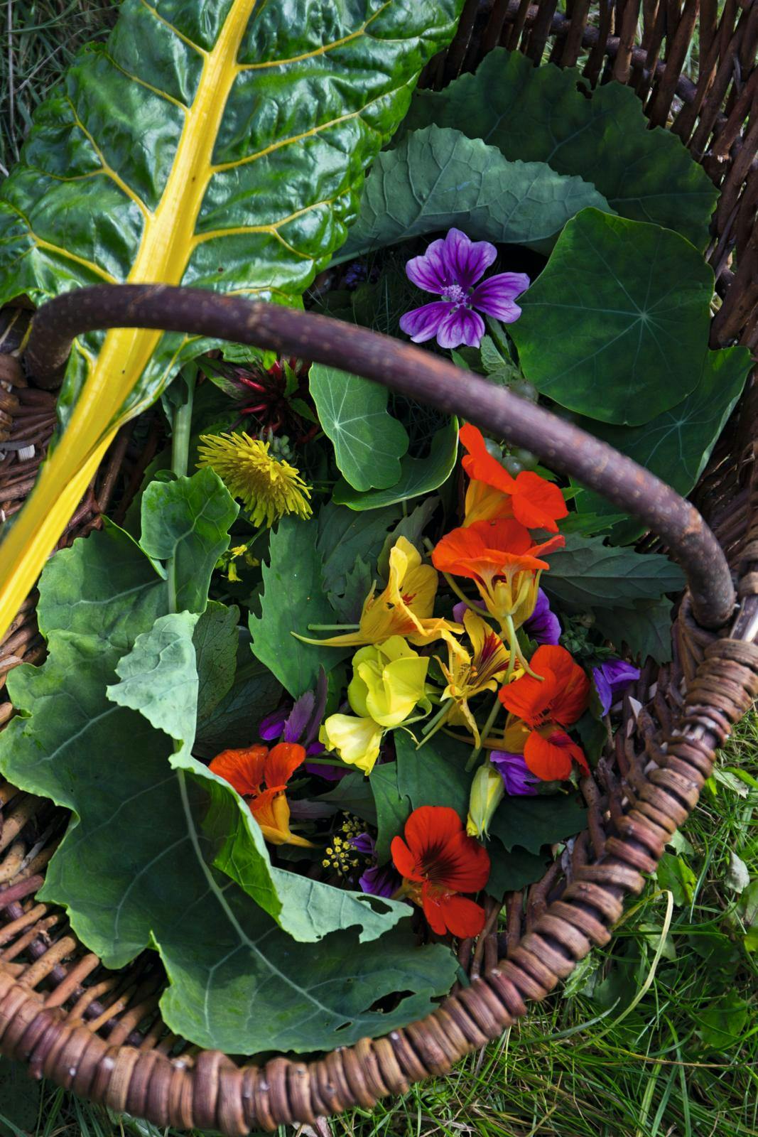Farverige spiselige stedmoderblomster