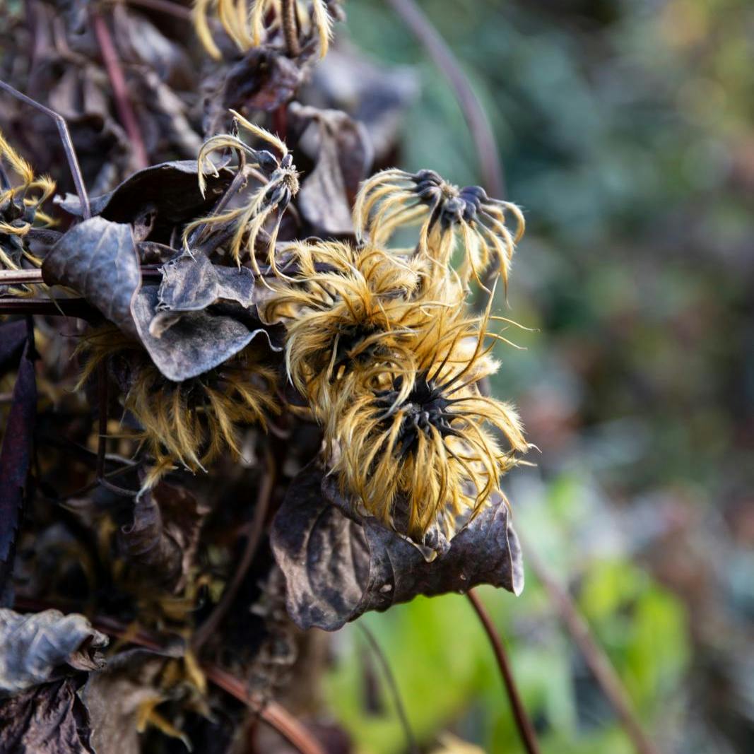 Havekalender i november