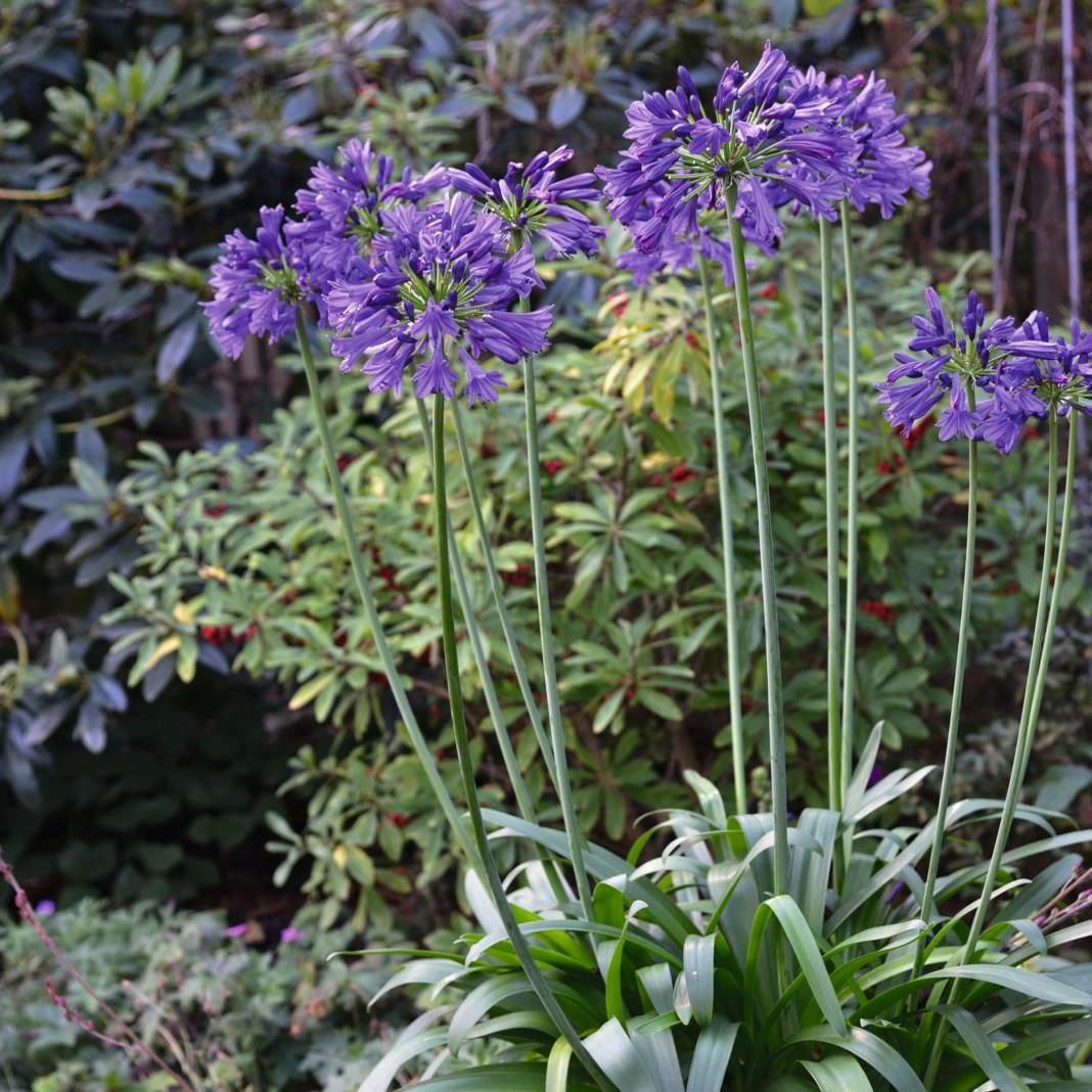 Smukke, lilla Agapanthus.