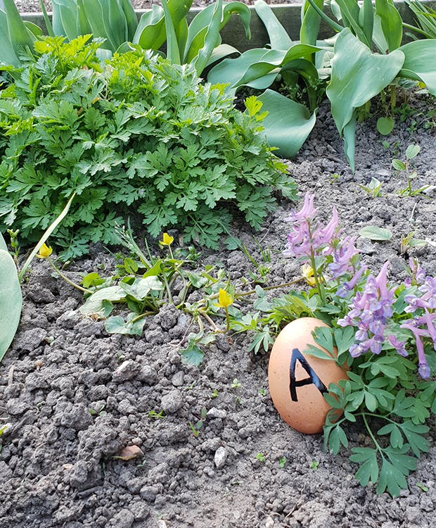 Æggejagt til påske - tips til at gemme æg i haven