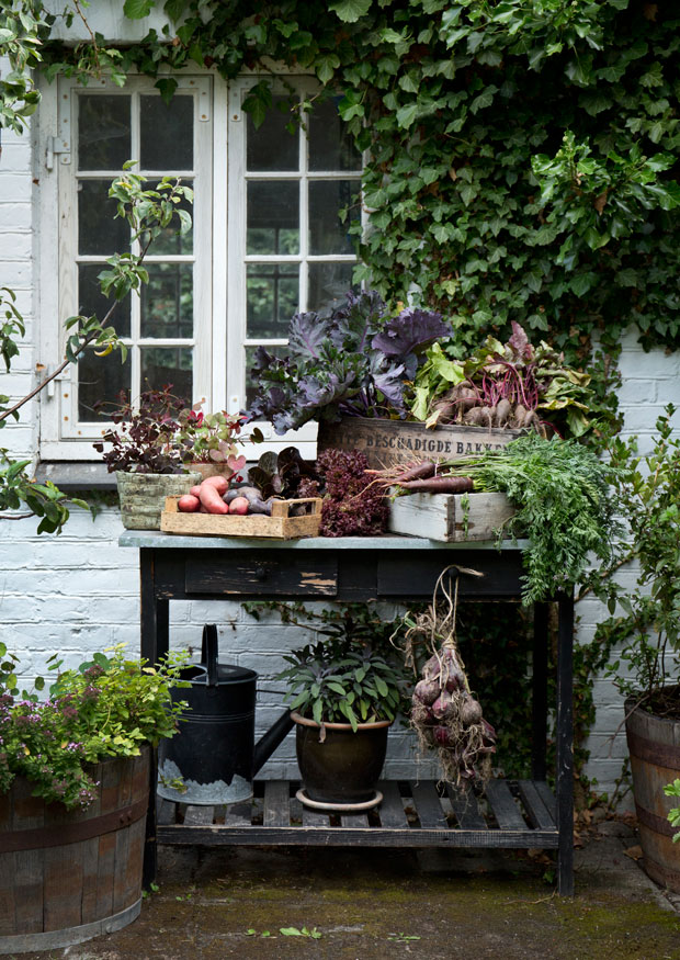 Dyrk de røde afgrøder derhjemme 