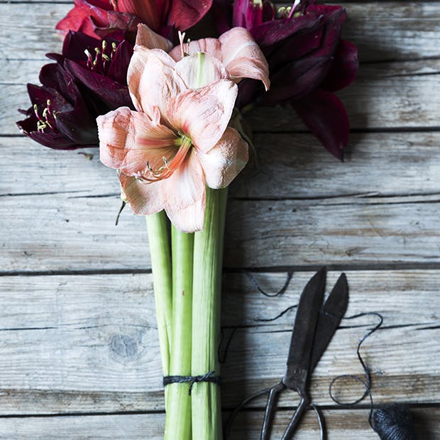 https://imgix.isabellas.dk/media/article/amaryllis-ridderstjerne1.jpg