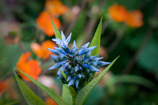 Amsonia tabernaemontana er en flerårig staude.