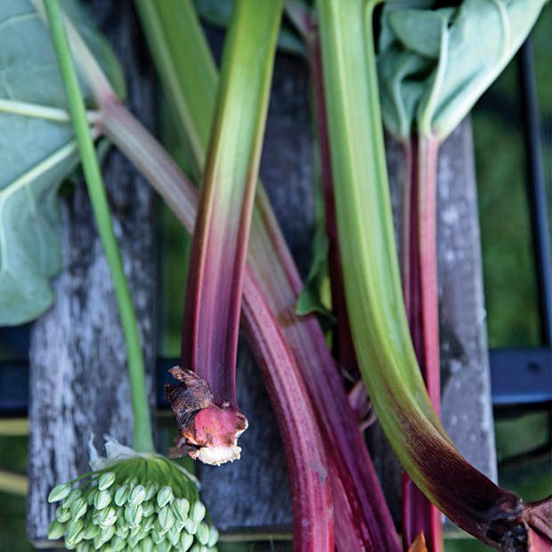 Anlæg en køkkenhave - sådan anlægger du en nordisk køkkenhave