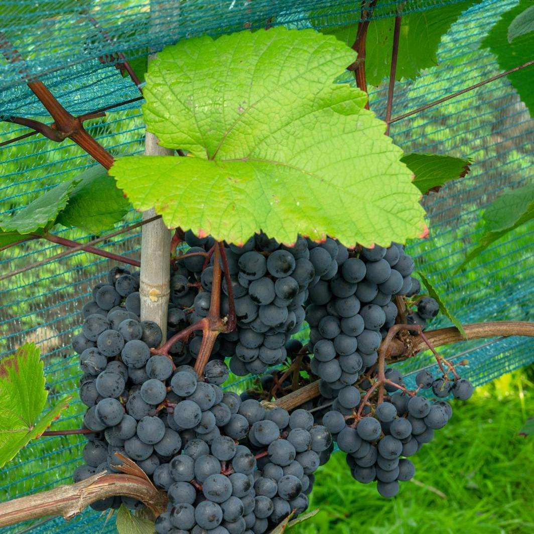 https://imgix.isabellas.dk/media/article/beskaering_af_vin-del_3-2_preview.jpg