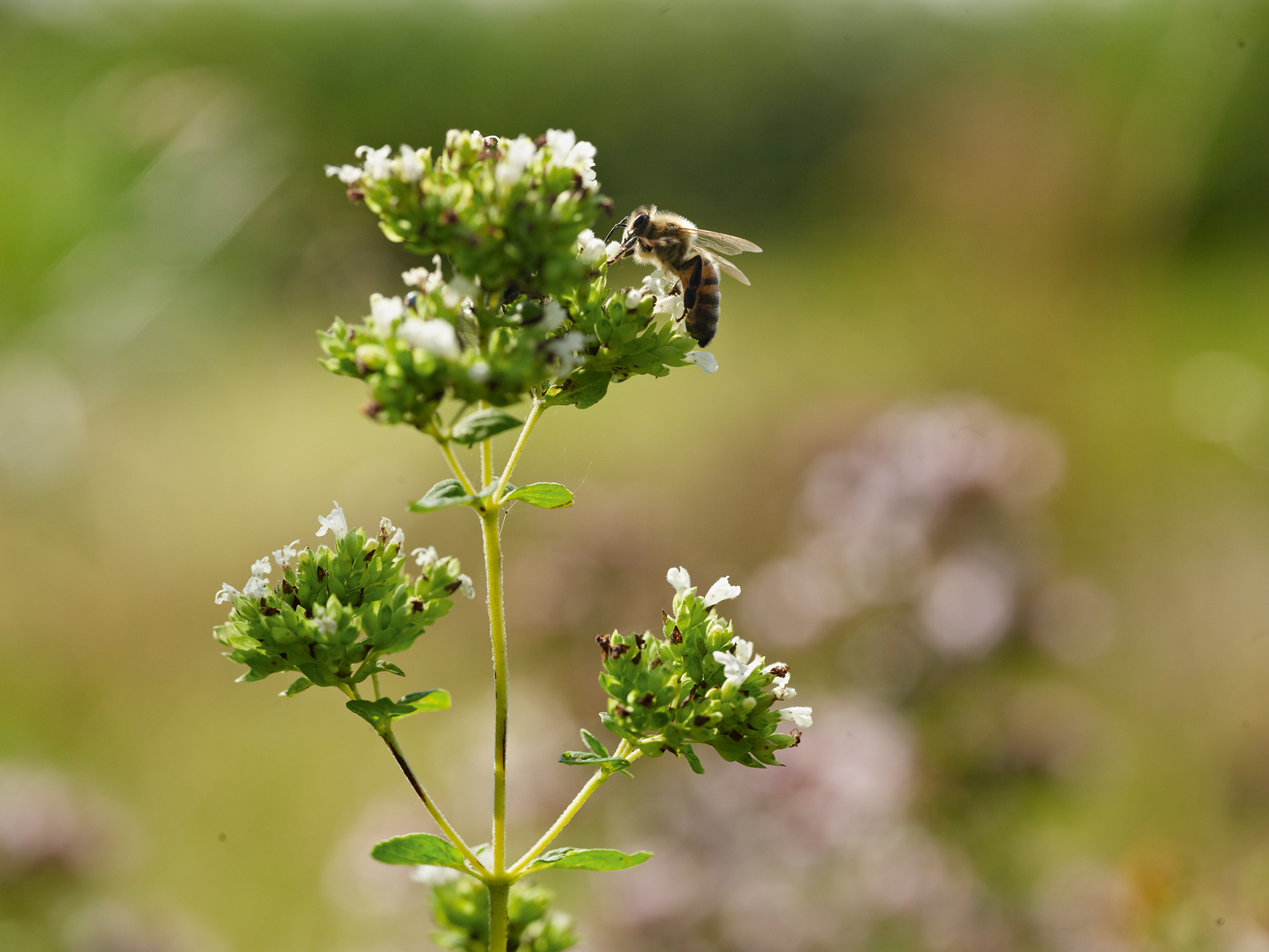 Muffins opskrifter – Nemme, sunde og lækre | ISABELLAS Muffins opskrifter – Nemme, sunde og lækre | ISABELLAS