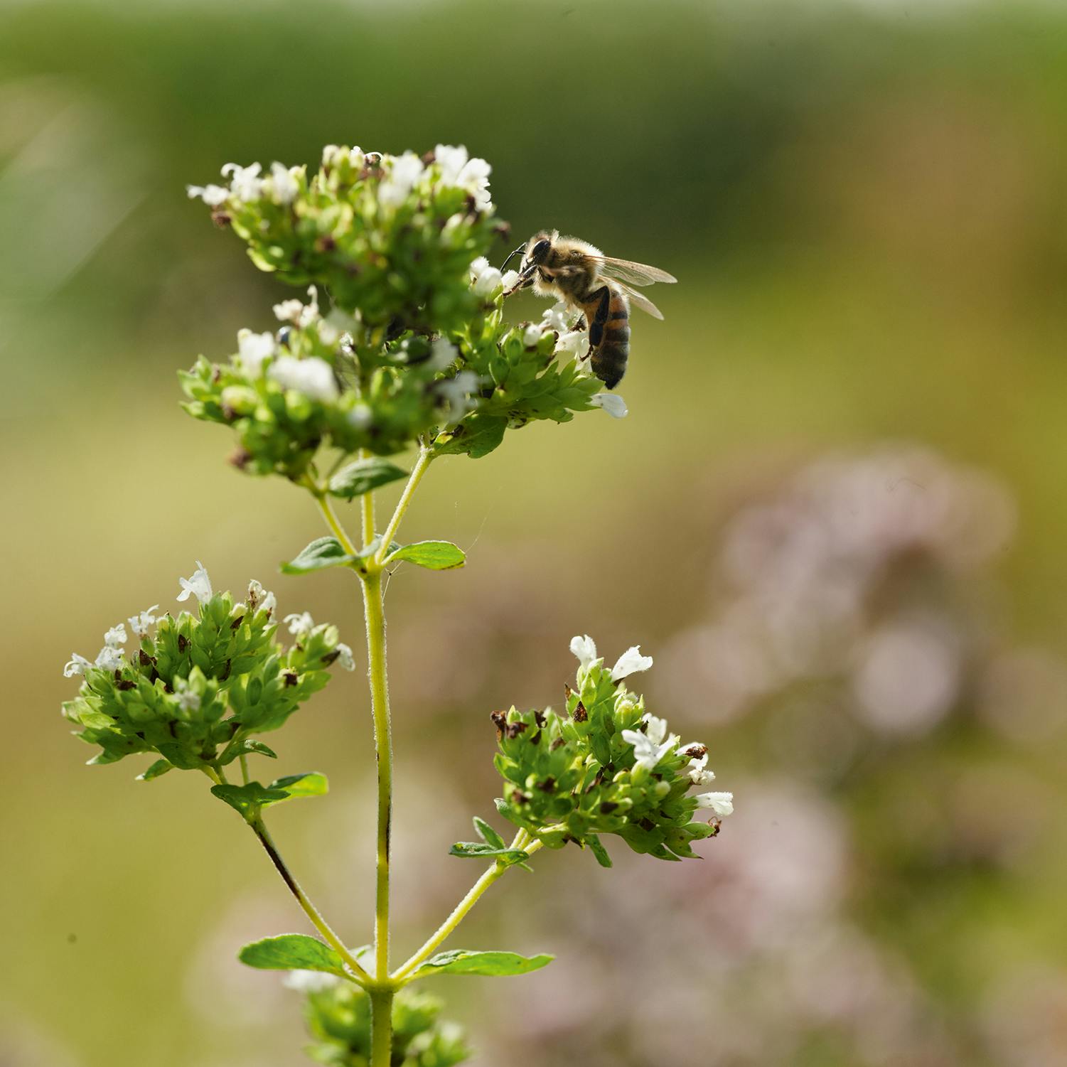 Opgaver til september
